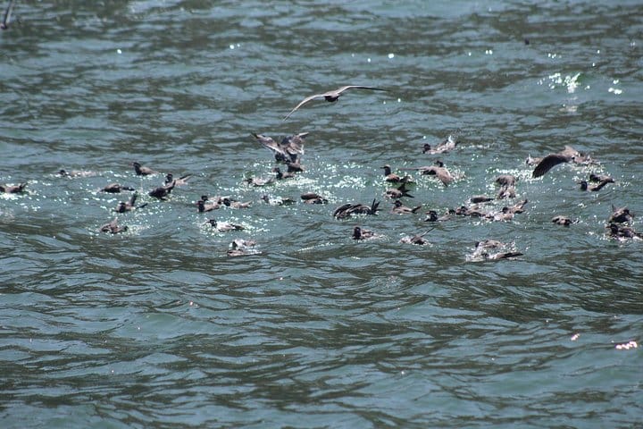 Islands of Lima Boat Tour