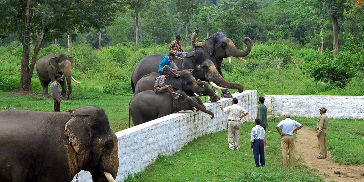 A Private Day Tour from Mysore to Coorg 7