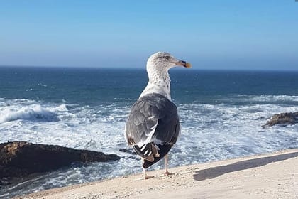 From Marrakech To Essaouira Mogador Full Day Trip | Small-group