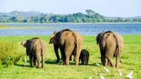 2 Day Udwalawa Safari Tour 3