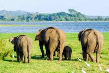 2 Day Udwalawa Safari Tour
