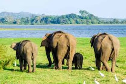 2 Day Udwalawa Safari Tour