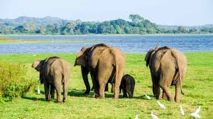 2 Day Udwalawa Safari Tour 3
