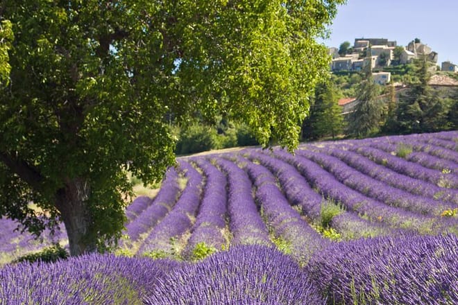 Discover Our Fields and Lake Full-Day Shared Tour from Nice 4