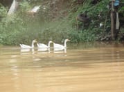 "KAYAK G" 3-Hour Chiang Mai River Kayak Run 7