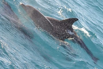 VIP Snorkeling and Dolphin Watching Tour in Hurghada