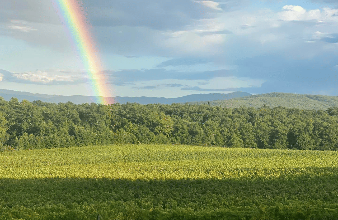 Boutique Winery Visit & Wine Tasting near Arezzo 8