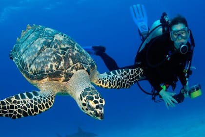 Hurghada: Full-Day Diving Tour with Lunch & Two Dive Sites