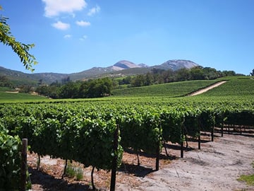 More beautiful vineyards