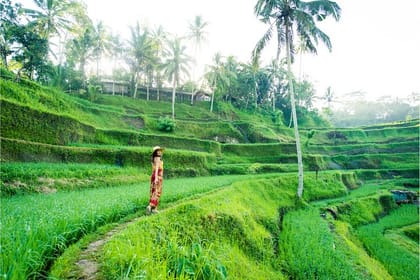 Ubud Top Attractions: Waterfalls, Temples and Rice Terraces