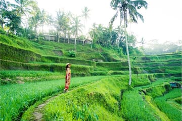 Ubud Highlights Tour: Waterfalls, Temples, and Rice Terraces