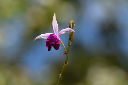 Sinharaja Rain Forest Tour from Colombo