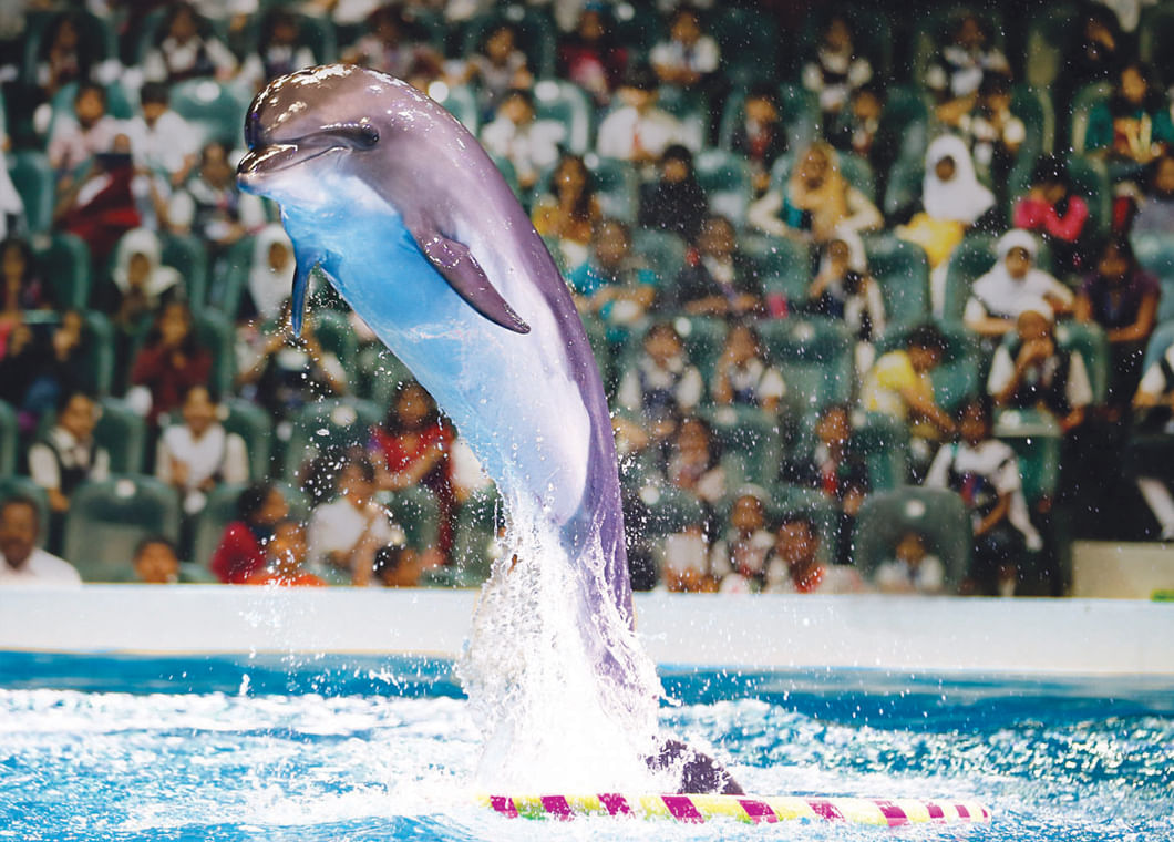 Explore dolphin show tour visionary