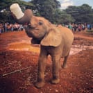 Day Tour: Giraffe Center and David Sheldrick Elephant Orphanage from Nairobi 7