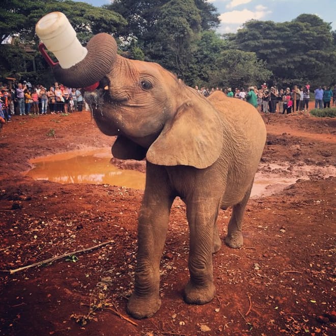 Day Tour: Giraffe Center and David Sheldrick Elephant Orphanage from Nairobi 7