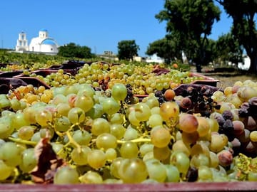 Santorini Wine Tour