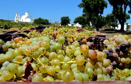 Santorini Wine Tasting Tour at Local Wineries