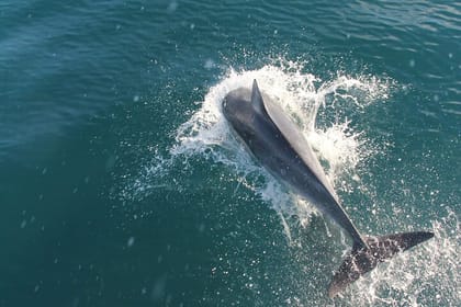Dolphin and Whale Watching in Negombo