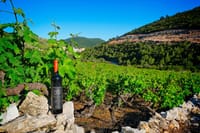 Half Day Tour - Deep and Dark Red Wine of Pelješac 6