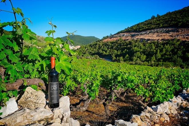 Half Day Tour - Deep and Dark Red Wine of Pelješac 6