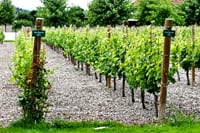 Midalidare Estate Wine Tasting & Activities 5