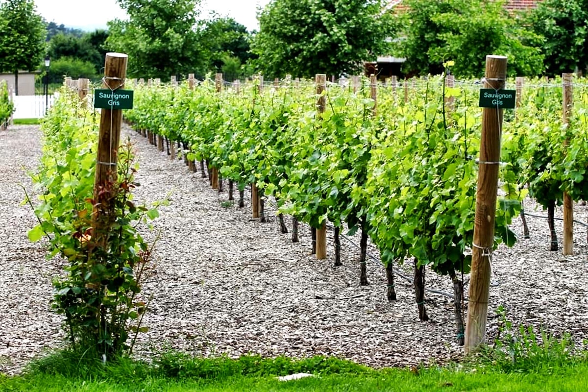 Midalidare Estate Wine Tasting & Activities 5