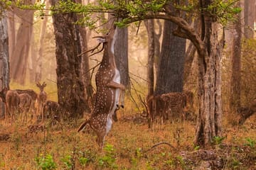 Khajuraho Day Tour: Jungle Safari at Panna National Park with Khajuraho Temple