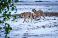  2Days/1Night Signature Saadani National Park from Zanzibar  1
