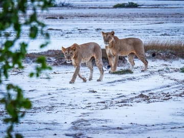 2Days/1Night Signature Saadani National Park from Zanzibar