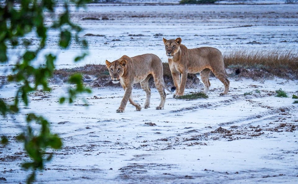 Saadani National Park 2-Day Private Safari from Zanzibar with Game Drives