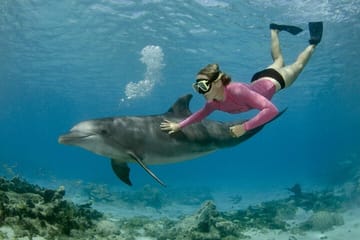Snorkeling and Dolphin House Tour from Hurghada, Egypt