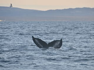 Reykjavík Premium Whales in the Midnight Sun, photo 13
