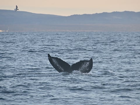 Reykjavík Premium Whales in the Midnight Sun, photo 13