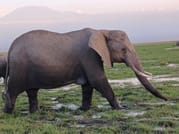 CLASSIC 6 DAYS 5 NIGHTS AMBOSELI NAKURU MAASAI MARA SAFARI 1
