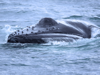Húsavík: Small-Family Run, Responsible Whale Watching, photo 40