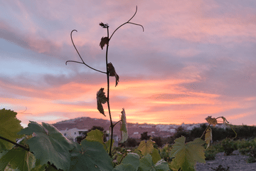 Private Food and Wine Tour in Akrotiri and Pyrgos Kallistis