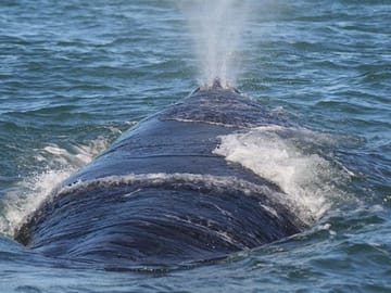 Southern Right Whale