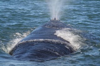 Private Seasonal Whale Watching Tour from Cape Town