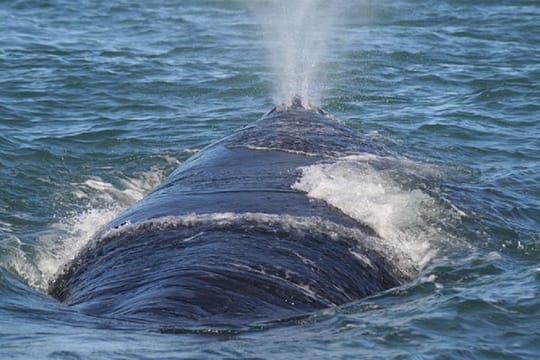 Private Seasonal Whale Watching Tour from Cape Town