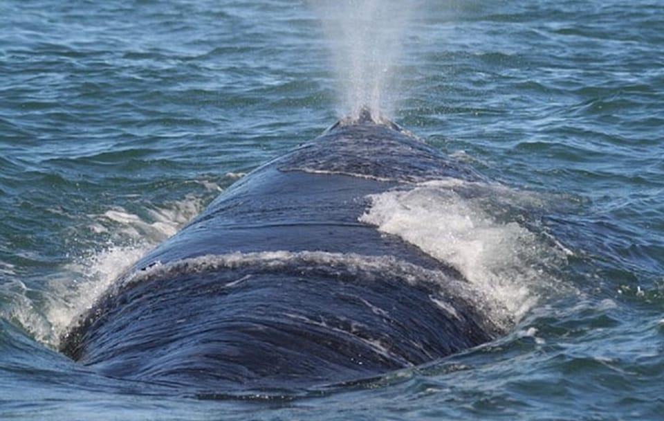 Private Whale Watching Tour in Betty's Bay from Cape Town