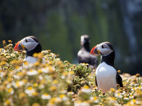 Puffins & People: A Reykjavik City & Boat Adventure, photo 6