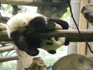 Chengdu Giant Panda Base half day tour