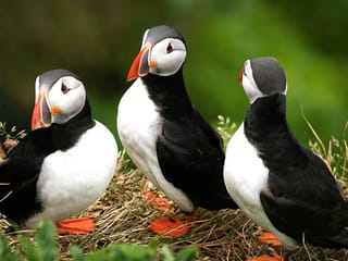 Puffins & Reykjavík Bay Sailing, photo 7