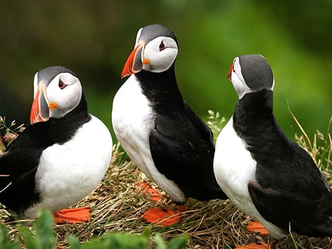 Puffins & Reykjavík Bay Sailing, photo 7