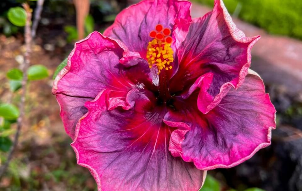 Private Big Island: History & Local Shopping Tour