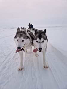 Dog Sledding in North Iceland