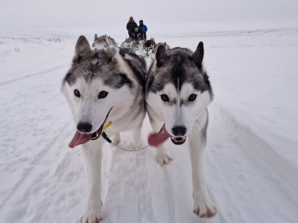 Siberian Husky Dog Sledding — Snow Dogs
