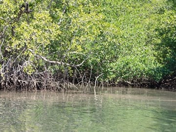 Sierpe River Wildlife Safari and Mangrove Exploration