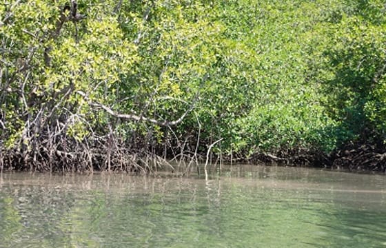 Mangrove -terraba -Sierpe River Tour