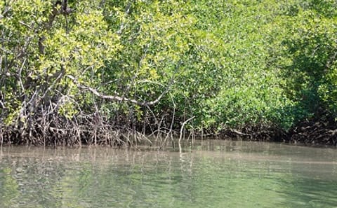 Sierpe River Wildlife Safari and Mangrove Exploration